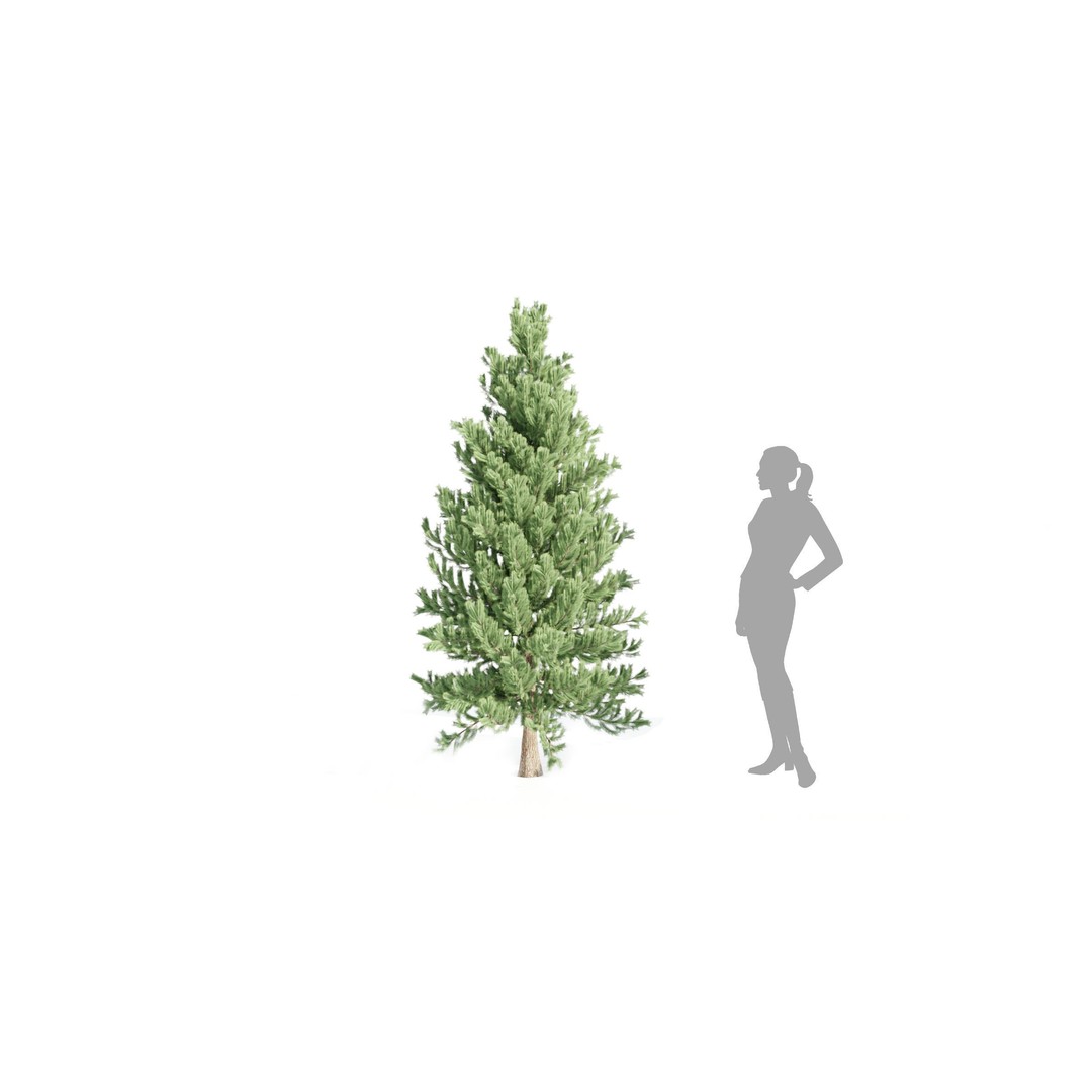 Coniferous Pine Collection Vol 2 3D Model – High Poly Blender Asset - View 5