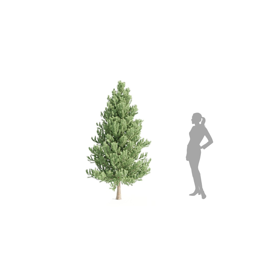 Coniferous Pine Collection Vol 2 3D Model – High Poly Blender Asset - View 6