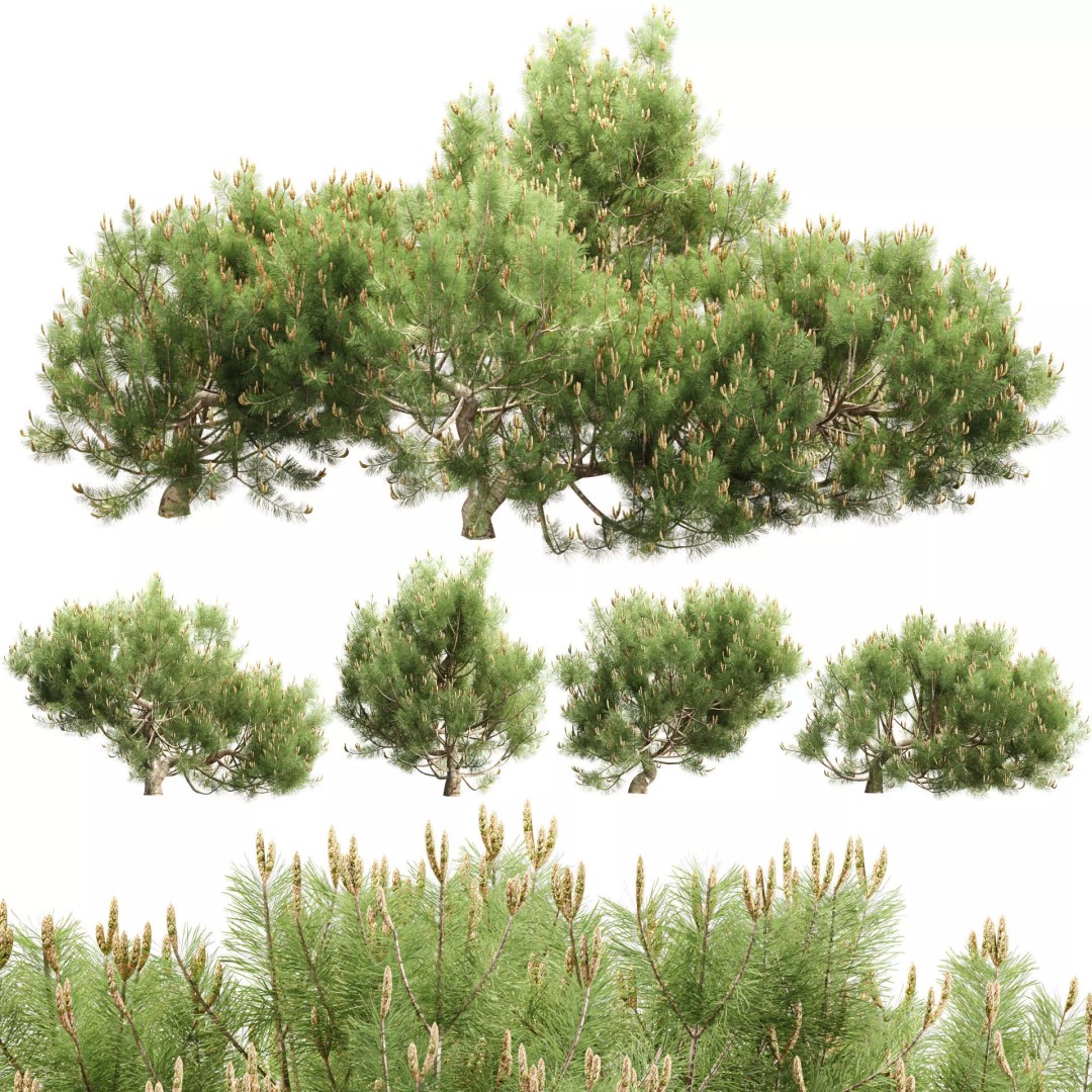 Mugo Pine Bush Collection 3D Model – Realistic PBR Bushes, FBX, OBJ - View 2