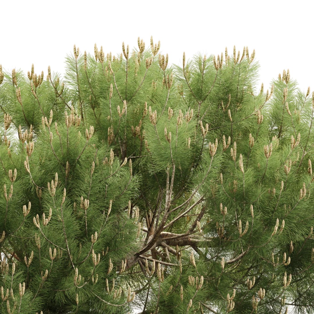 Mugo Pine Bush Collection 3D Model – Realistic PBR Bushes, FBX, OBJ - View 3