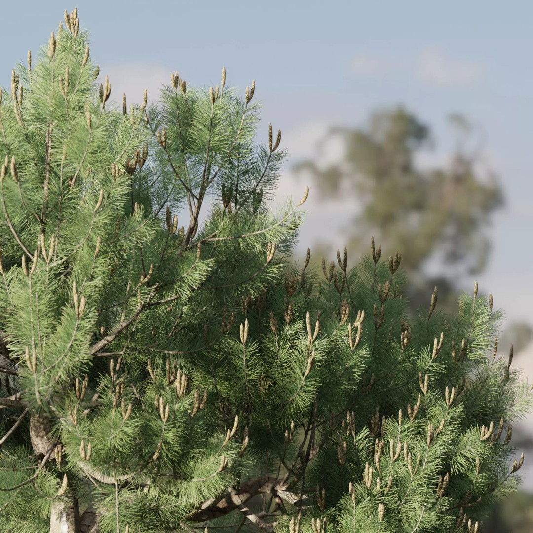 Mugo Pine Bush Collection 3D Model – Realistic PBR Bushes, FBX, OBJ - View 4