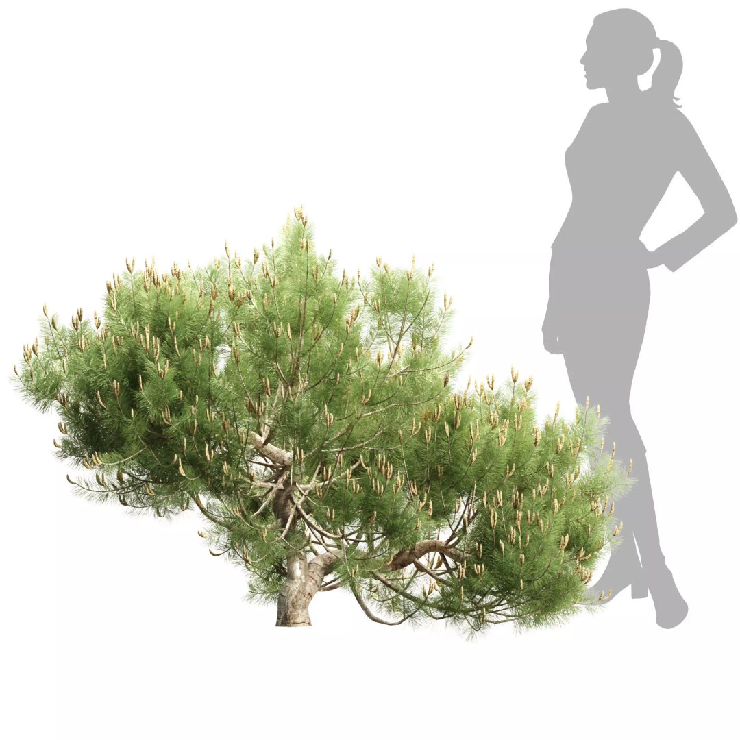 Mugo Pine Bush Collection 3D Model – Realistic PBR Bushes, FBX, OBJ - View 5