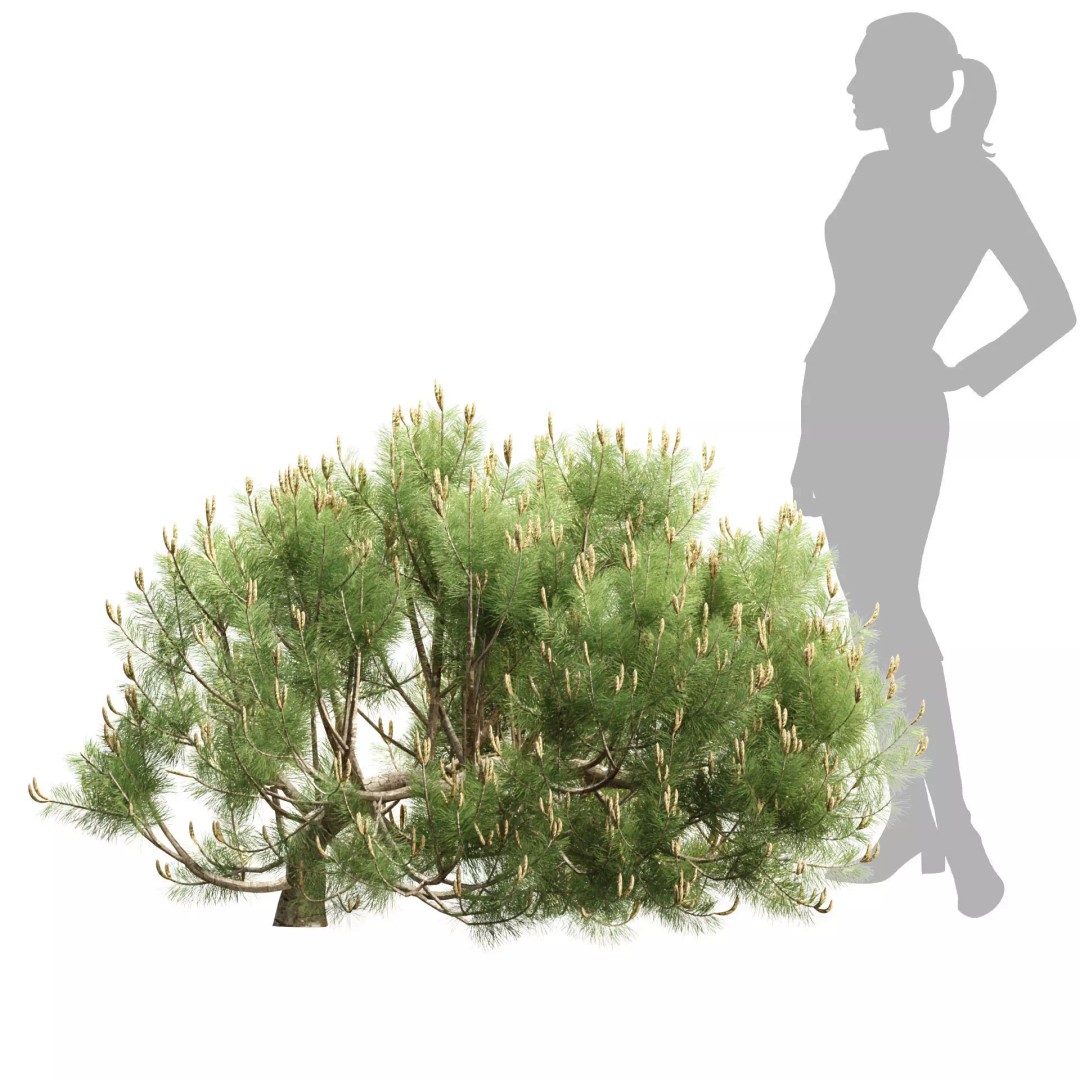 Mugo Pine Bush Collection 3D Model – Realistic PBR Bushes, FBX, OBJ - View 6