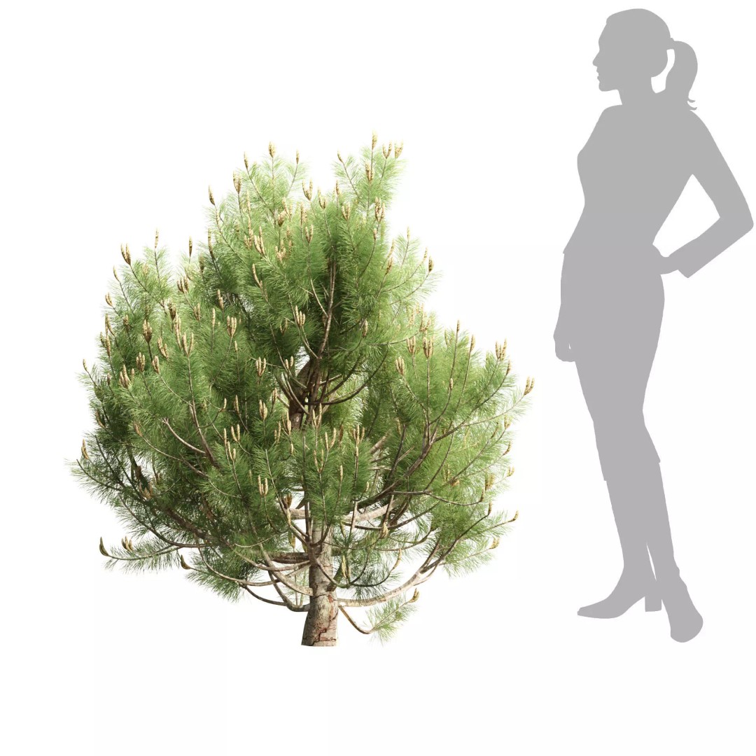 Mugo Pine Bush Collection 3D Model – Realistic PBR Bushes, FBX, OBJ - View 7