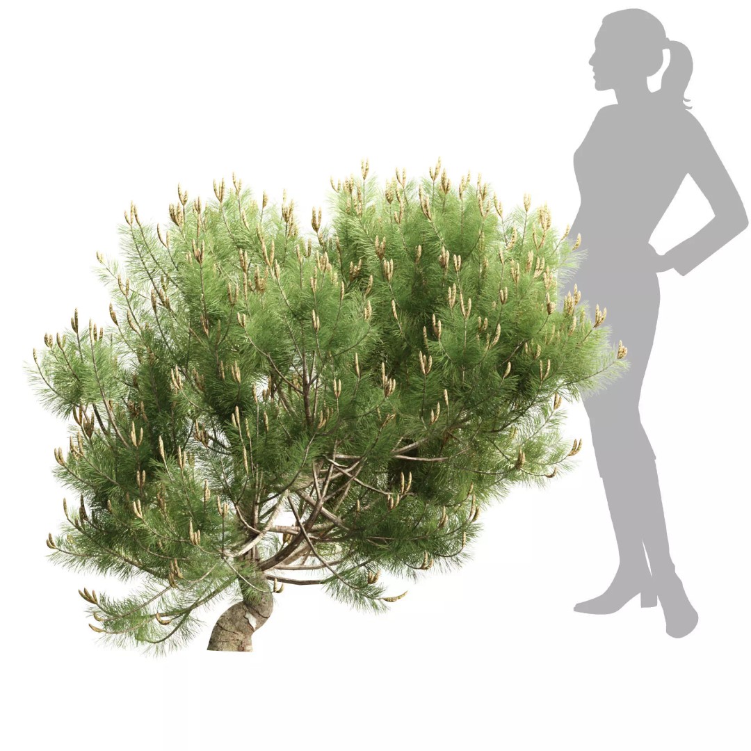 Mugo Pine Bush Collection 3D Model – Realistic PBR Bushes, FBX, OBJ - View 8