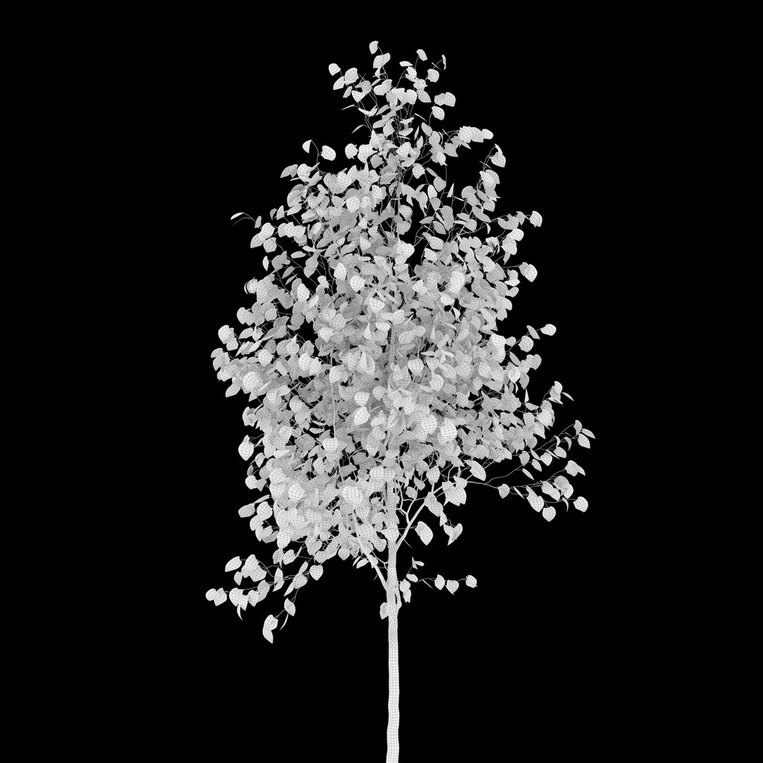 Himalayan Birch 3D Model – High Poly Tree Asset, FBX, PBR Textures