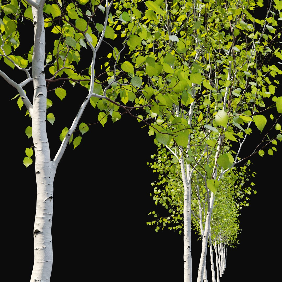Himalayan Birch 3D Model – High Poly Tree Asset, FBX, PBR Textures - View 3