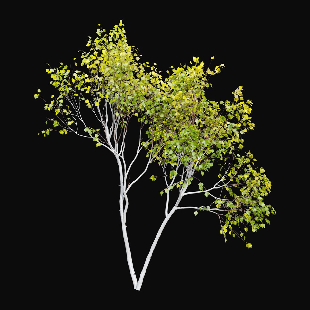 Himalayan Birch 3D Model – High Poly Tree Asset, FBX, PBR Textures - View 5