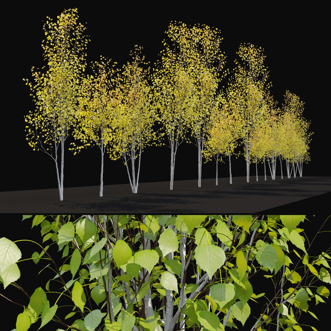 Himalayan Birch 3D Model – High Poly Tree Asset, FBX, PBR Textures - View 6