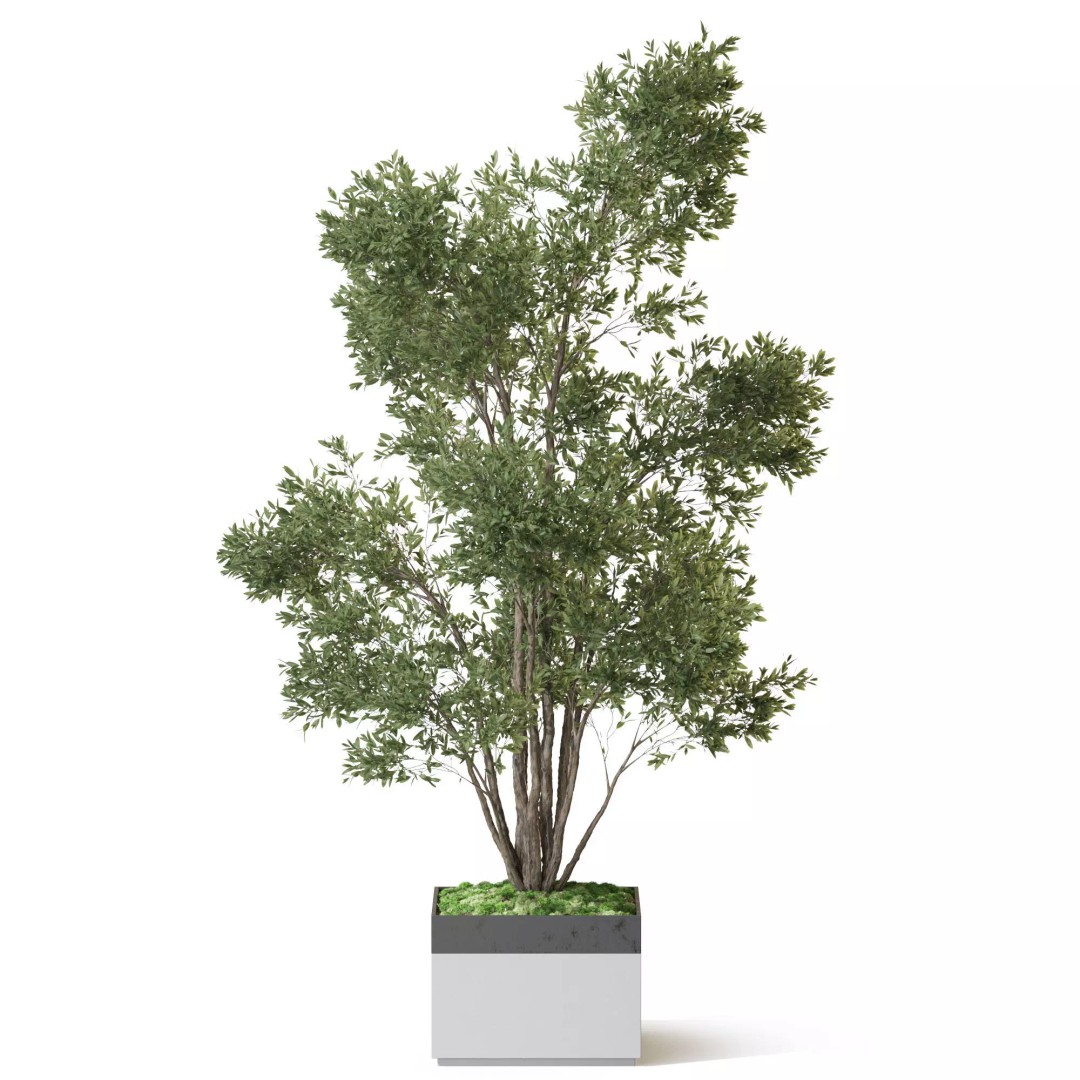 Plant 1320 3D Model – High Quality PBR Pot Plant for Archviz - View 3