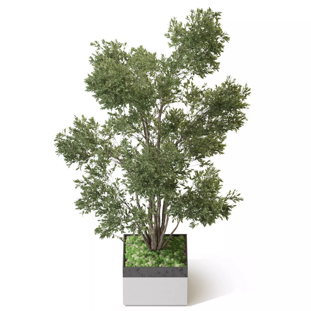 Plant 1320 3D Model – High Quality PBR Pot Plant for Archviz - View 5