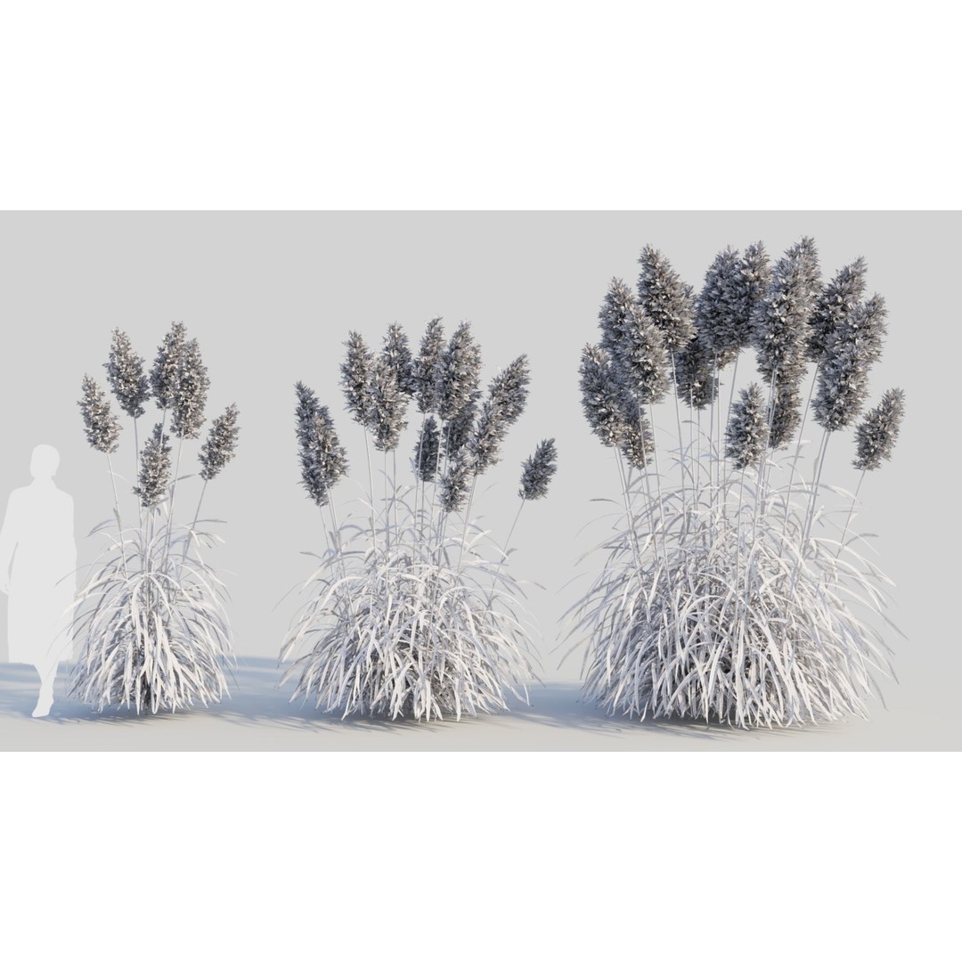 Cortaderia Jubata 3D Model – Realistic Plant Asset, FBX, OBJ, Blender