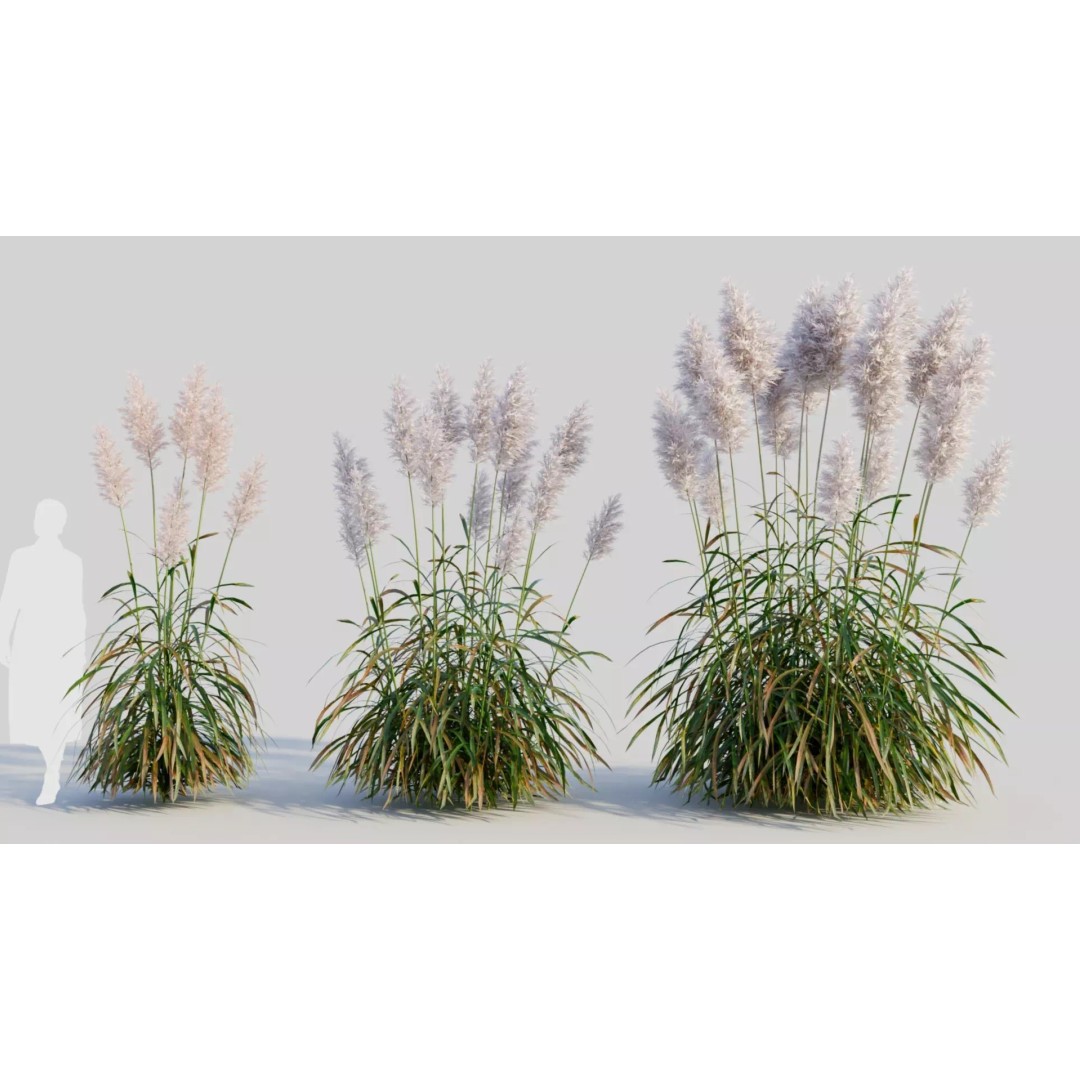Cortaderia Jubata 3D Model – Realistic Plant Asset, FBX, OBJ, Blender - View 2