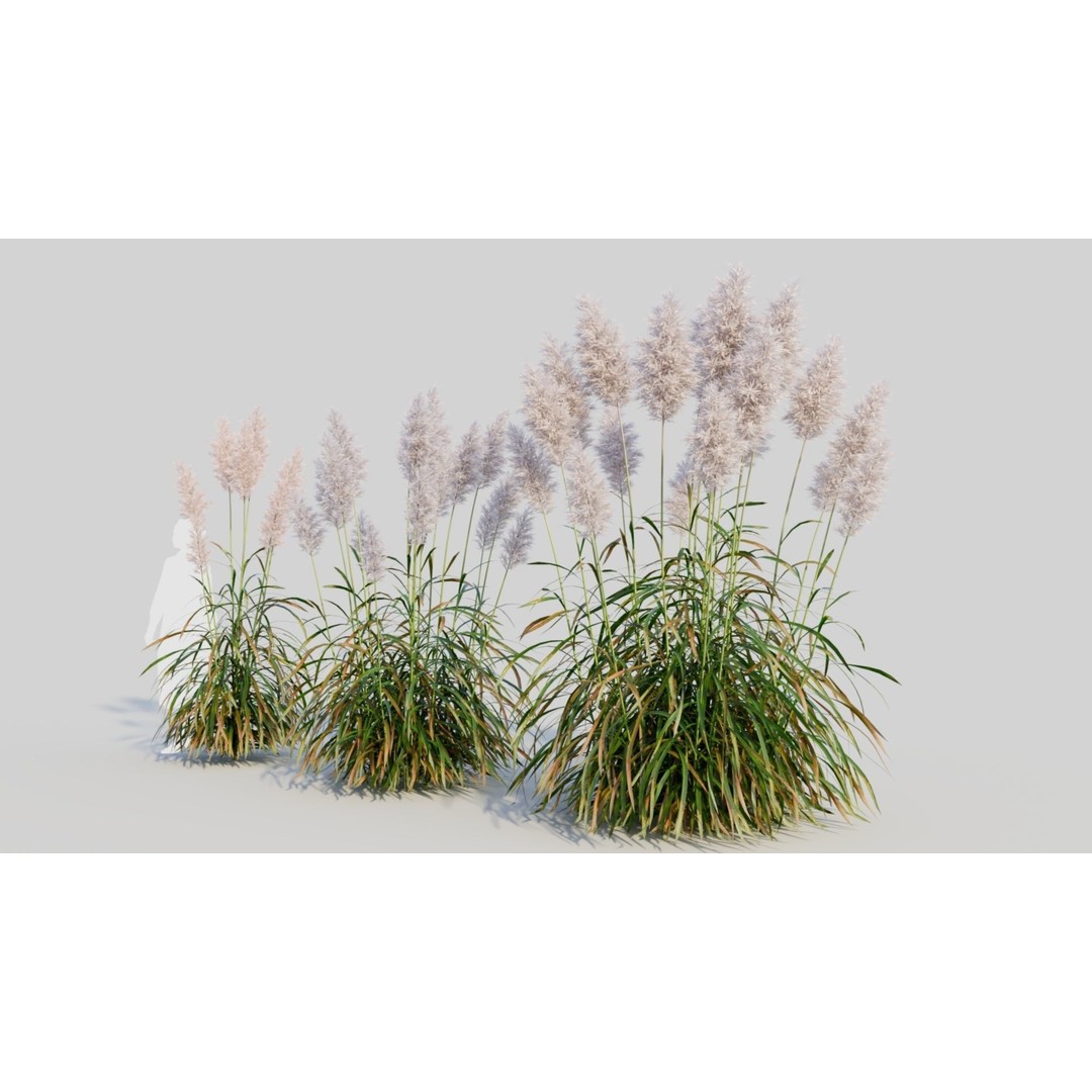 Cortaderia Jubata 3D Model – Realistic Plant Asset, FBX, OBJ, Blender - View 3