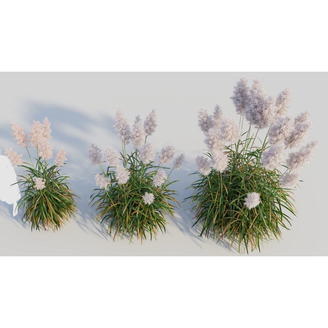 Cortaderia Jubata 3D Model – Realistic Plant Asset, FBX, OBJ, Blender - View 4