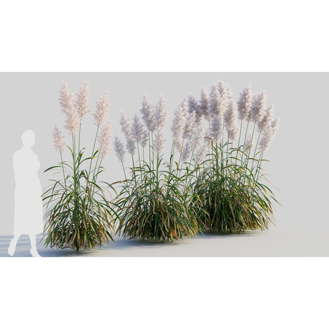 Cortaderia Jubata 3D Model – Realistic Plant Asset, FBX, OBJ, Blender - View 5