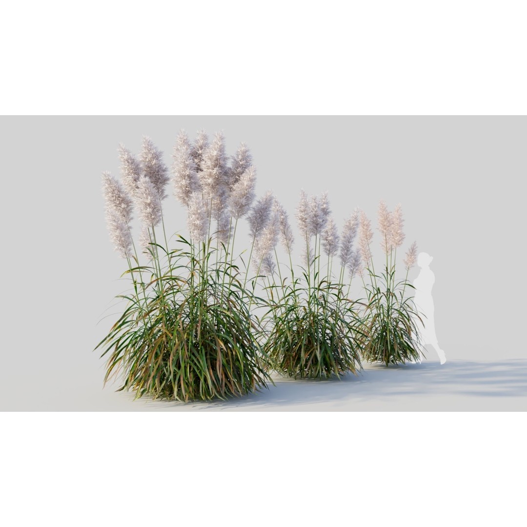 Cortaderia Jubata 3D Model – Realistic Plant Asset, FBX, OBJ, Blender - View 6