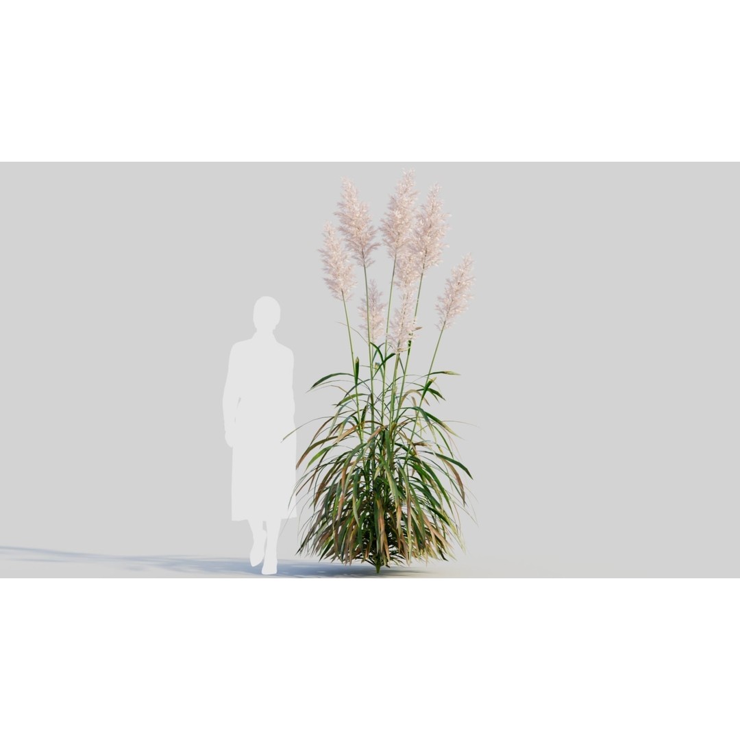 Cortaderia Jubata 3D Model – Realistic Plant Asset, FBX, OBJ, Blender - View 7