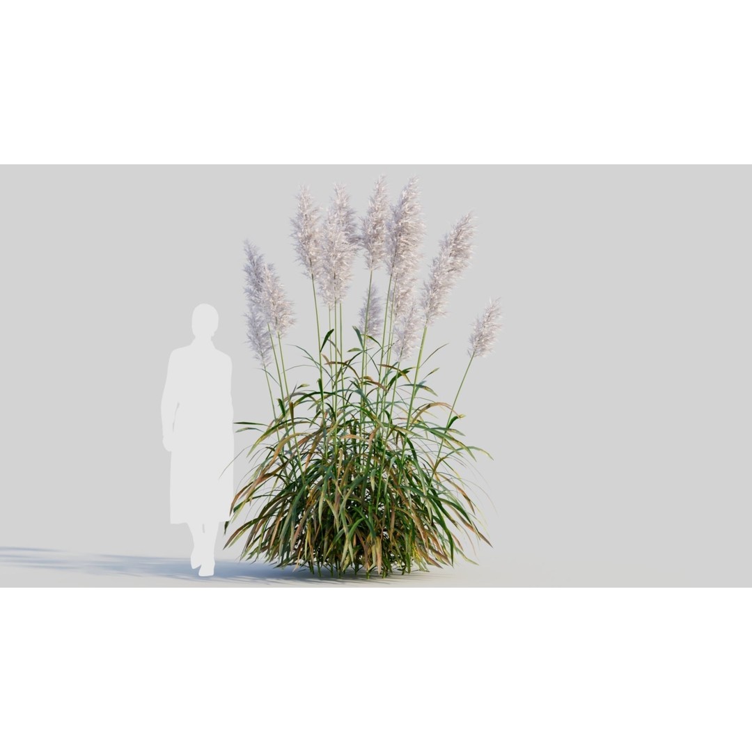 Cortaderia Jubata 3D Model – Realistic Plant Asset, FBX, OBJ, Blender - View 8