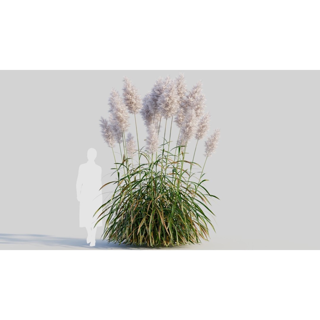 Cortaderia Jubata 3D Model – Realistic Plant Asset, FBX, OBJ, Blender - View 9