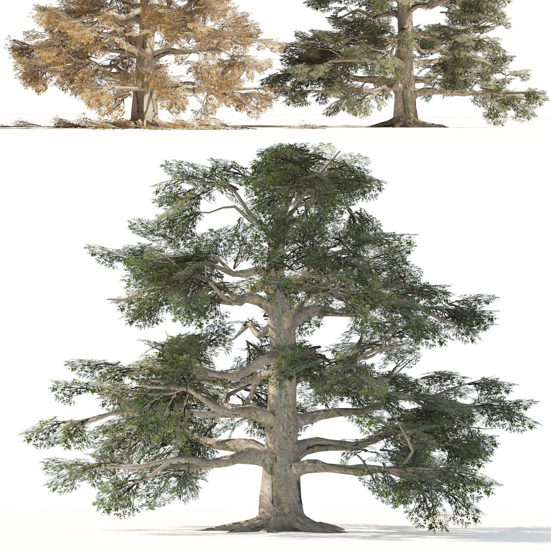 Broadleaf Beech Trees 3D Model – Low Poly Animated Asset, FBX/OBJ