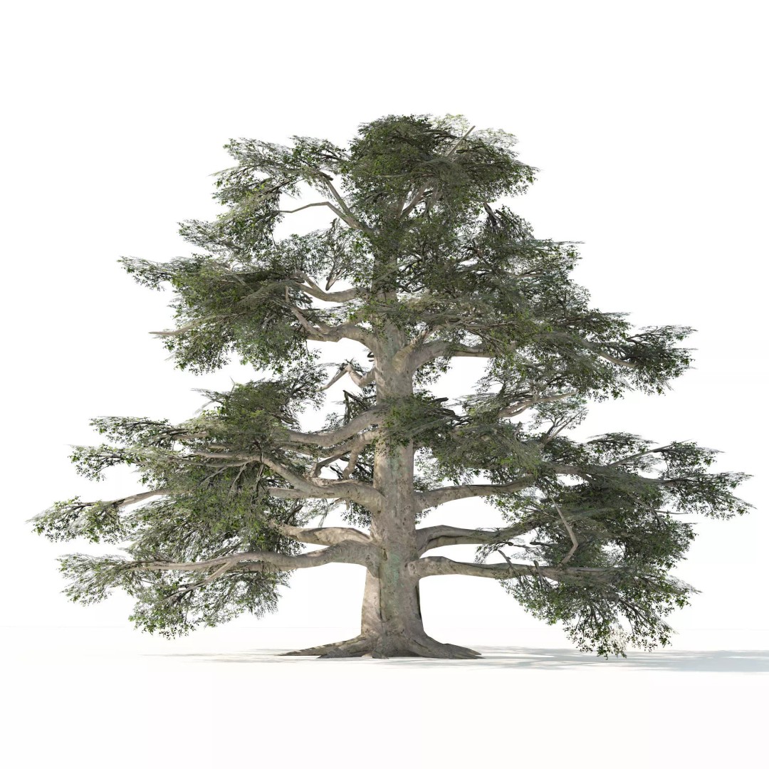 Broadleaf Beech Trees 3D Model – Low Poly Animated Asset, FBX/OBJ - View 2