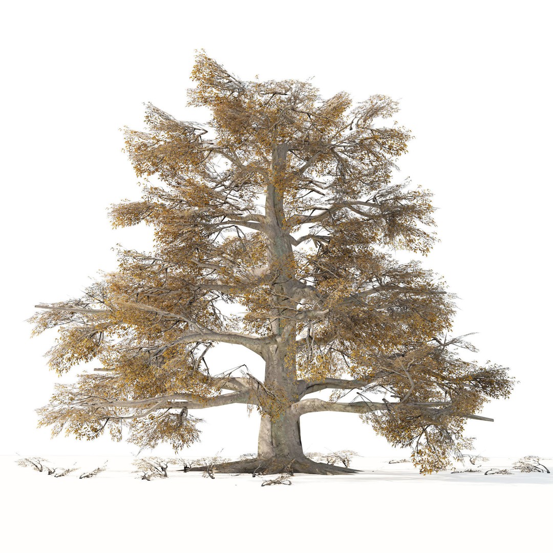 Broadleaf Beech Trees 3D Model – Low Poly Animated Asset, FBX/OBJ - View 3