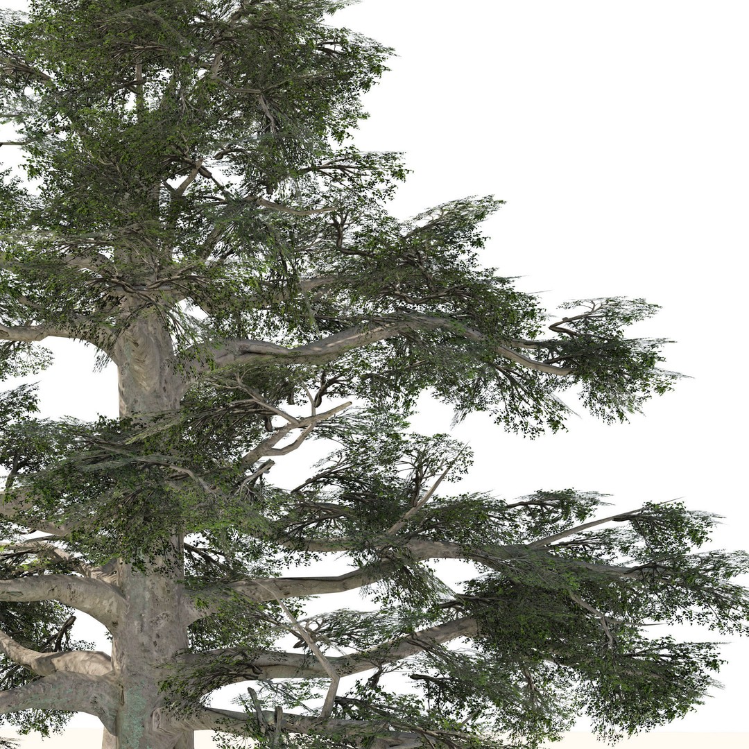 Broadleaf Beech Trees 3D Model – Low Poly Animated Asset, FBX/OBJ - View 4