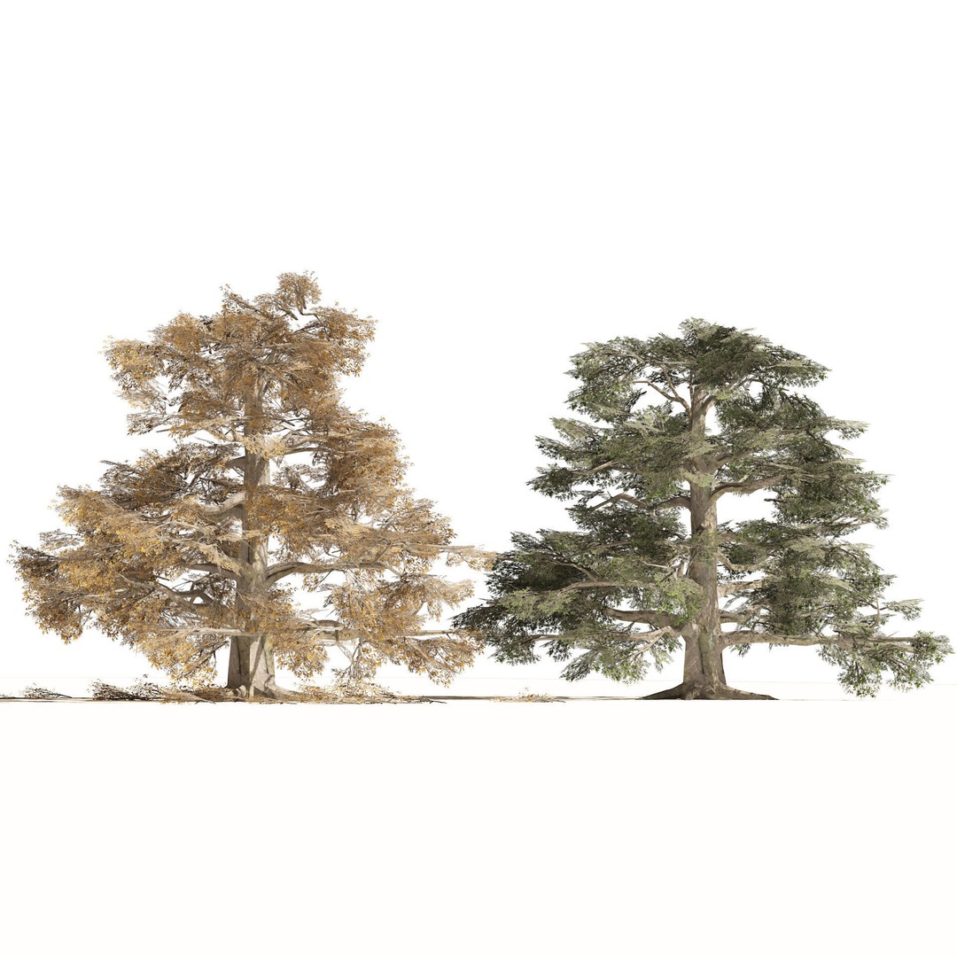 Broadleaf Beech Trees 3D Model – Low Poly Animated Asset, FBX/OBJ - View 5