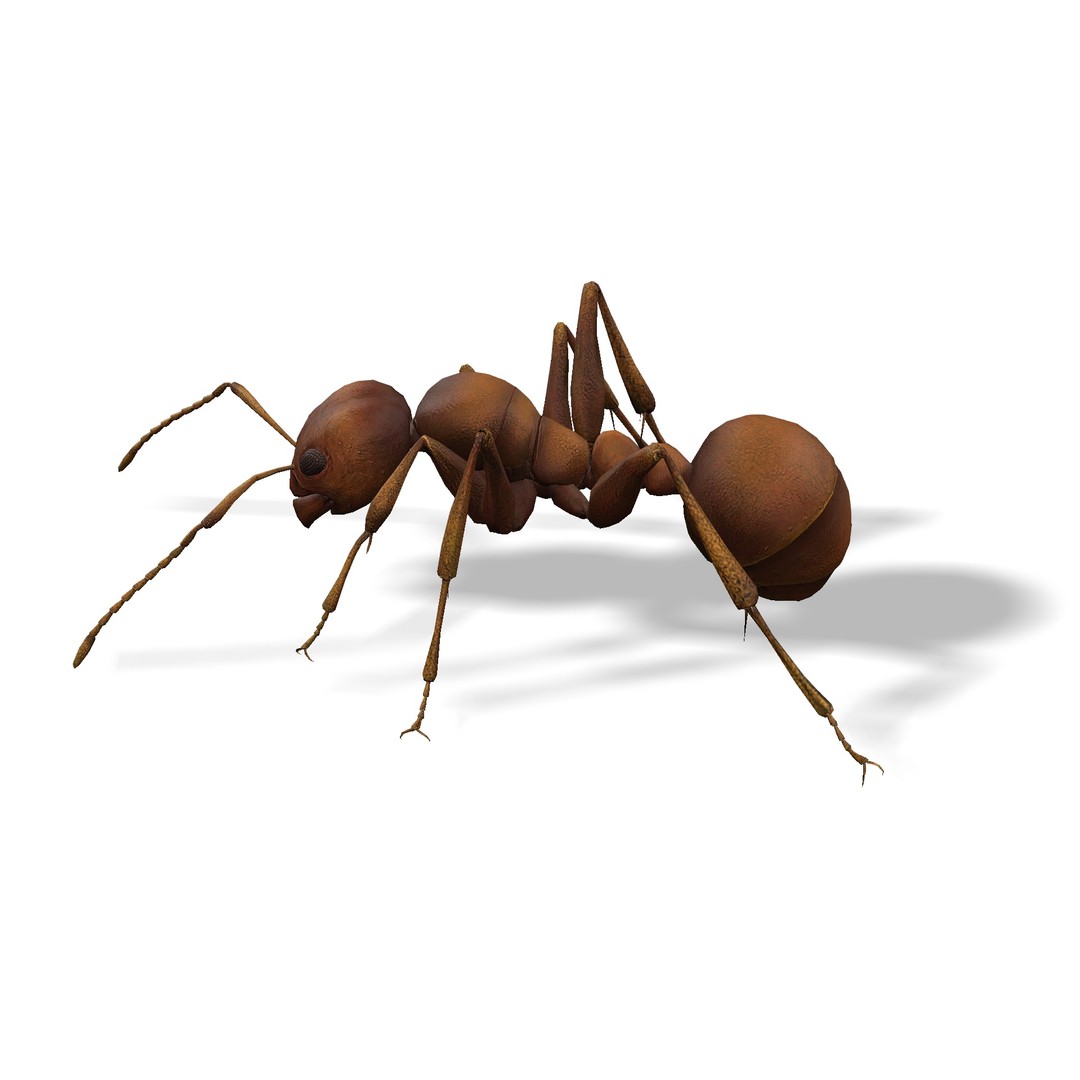 Animated Ant 3D Model – Low Poly Rigged Game Asset, FBX
