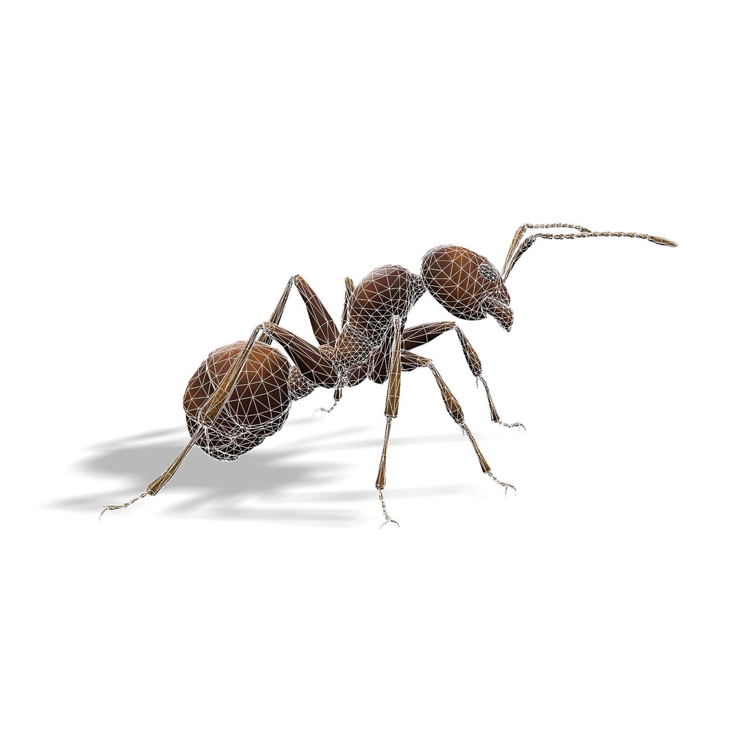 Animated Ant 3D Model – Low Poly Rigged Game Asset, FBX - View 11