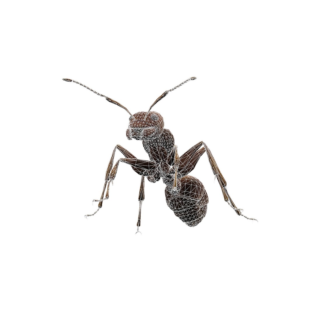 Animated Ant 3D Model – Low Poly Rigged Game Asset, FBX - View 12