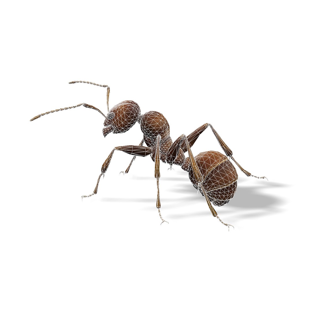 Animated Ant 3D Model – Low Poly Rigged Game Asset, FBX - View 13