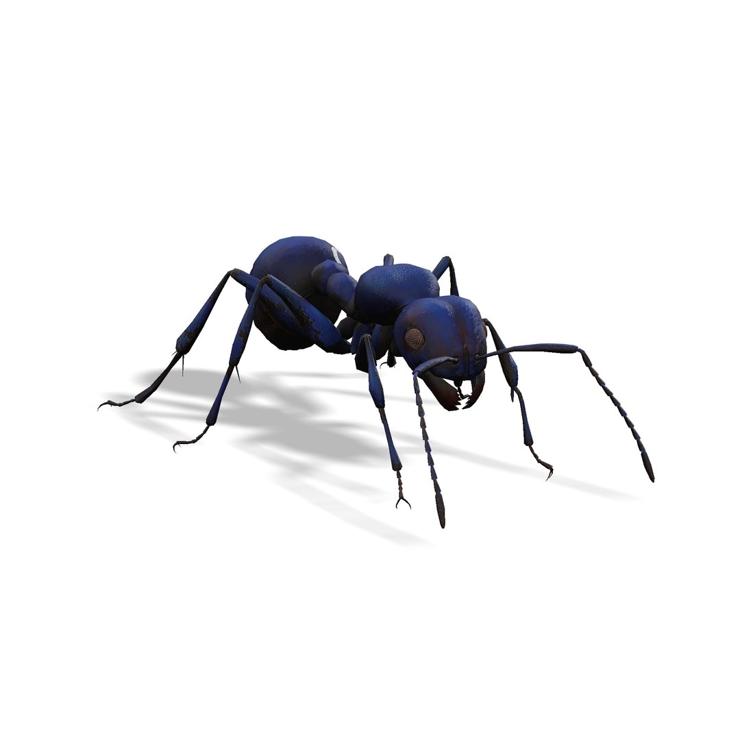 Animated Ant 3D Model – Low Poly Rigged Game Asset, FBX - View 14