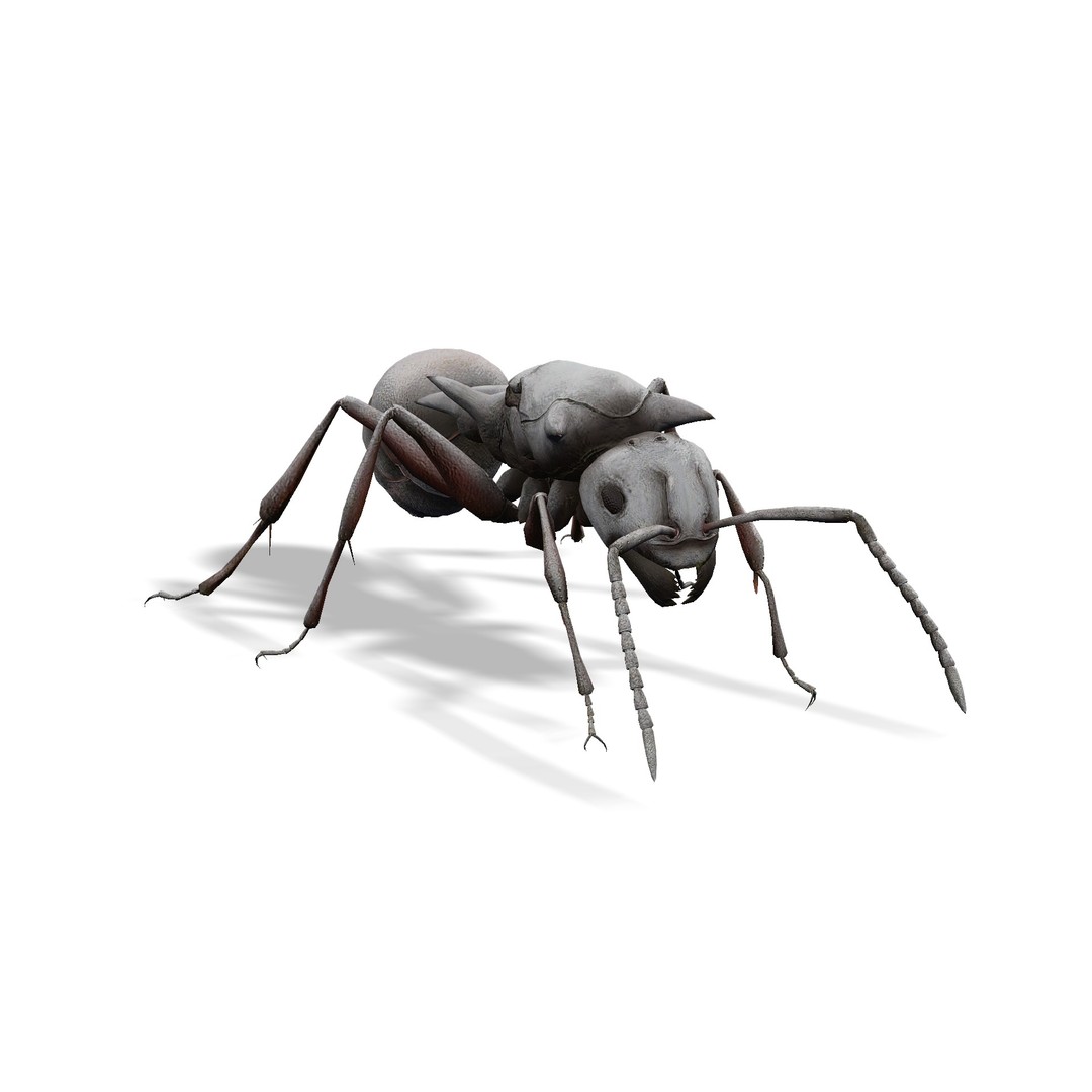 Animated Ant 3D Model – Low Poly Rigged Game Asset, FBX - View 16