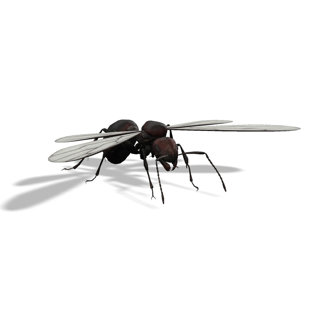 Animated Ant 3D Model – Low Poly Rigged Game Asset, FBX - View 17