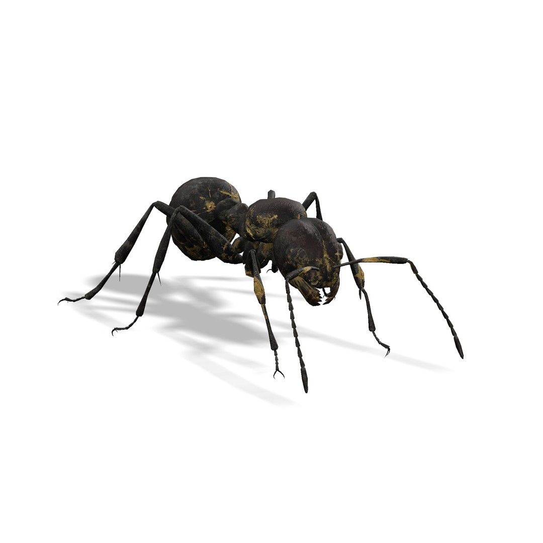 Animated Ant 3D Model – Low Poly Rigged Game Asset, FBX - View 18