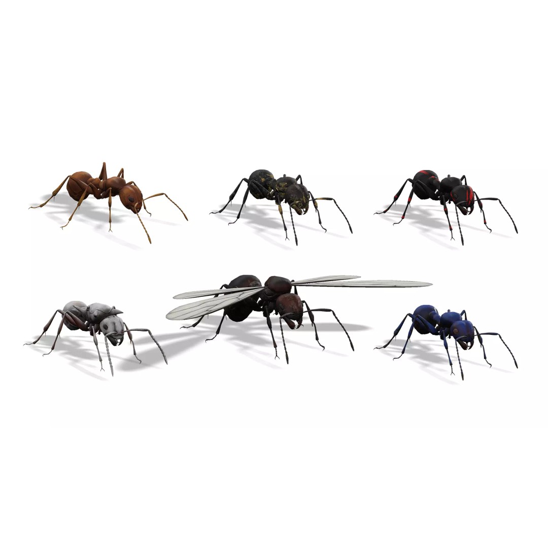 Animated Ant 3D Model – Low Poly Rigged Game Asset, FBX - View 2