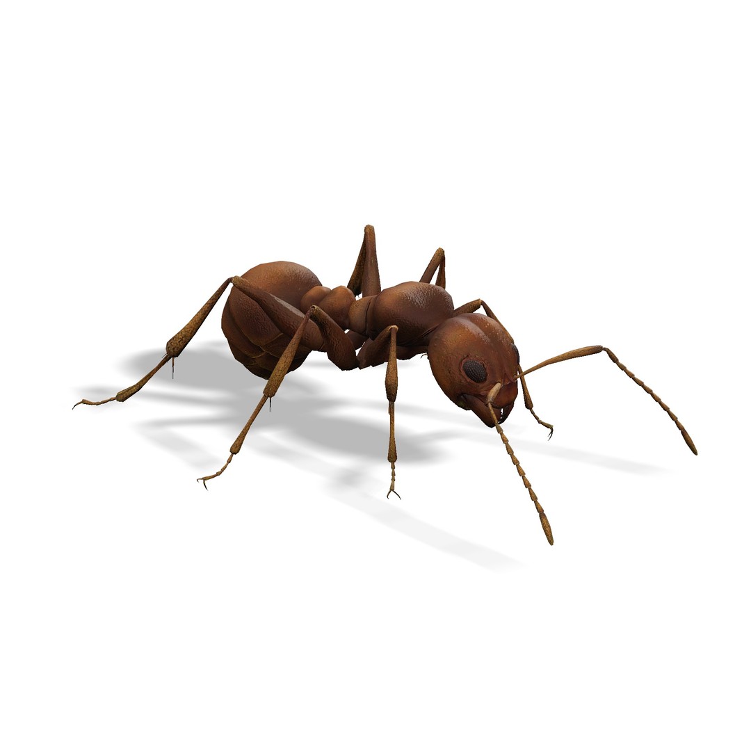 Animated Ant 3D Model – Low Poly Rigged Game Asset, FBX - View 3
