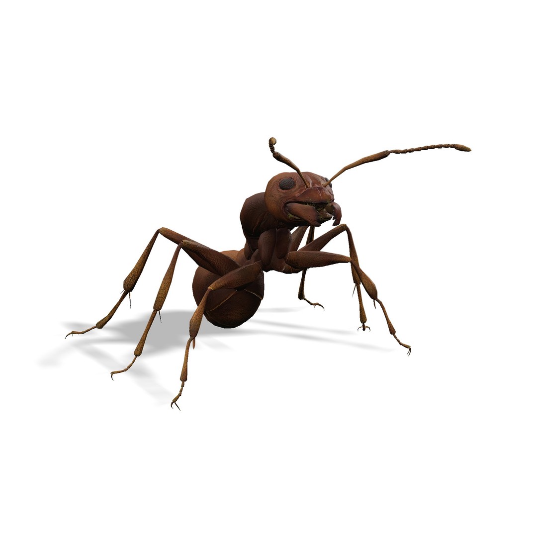 Animated Ant 3D Model – Low Poly Rigged Game Asset, FBX - View 4
