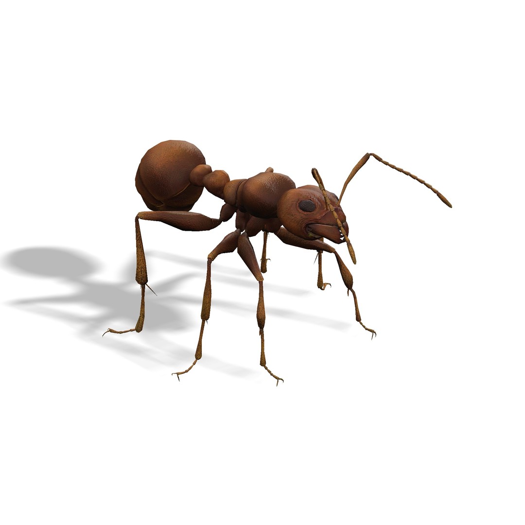Animated Ant 3D Model – Low Poly Rigged Game Asset, FBX - View 6