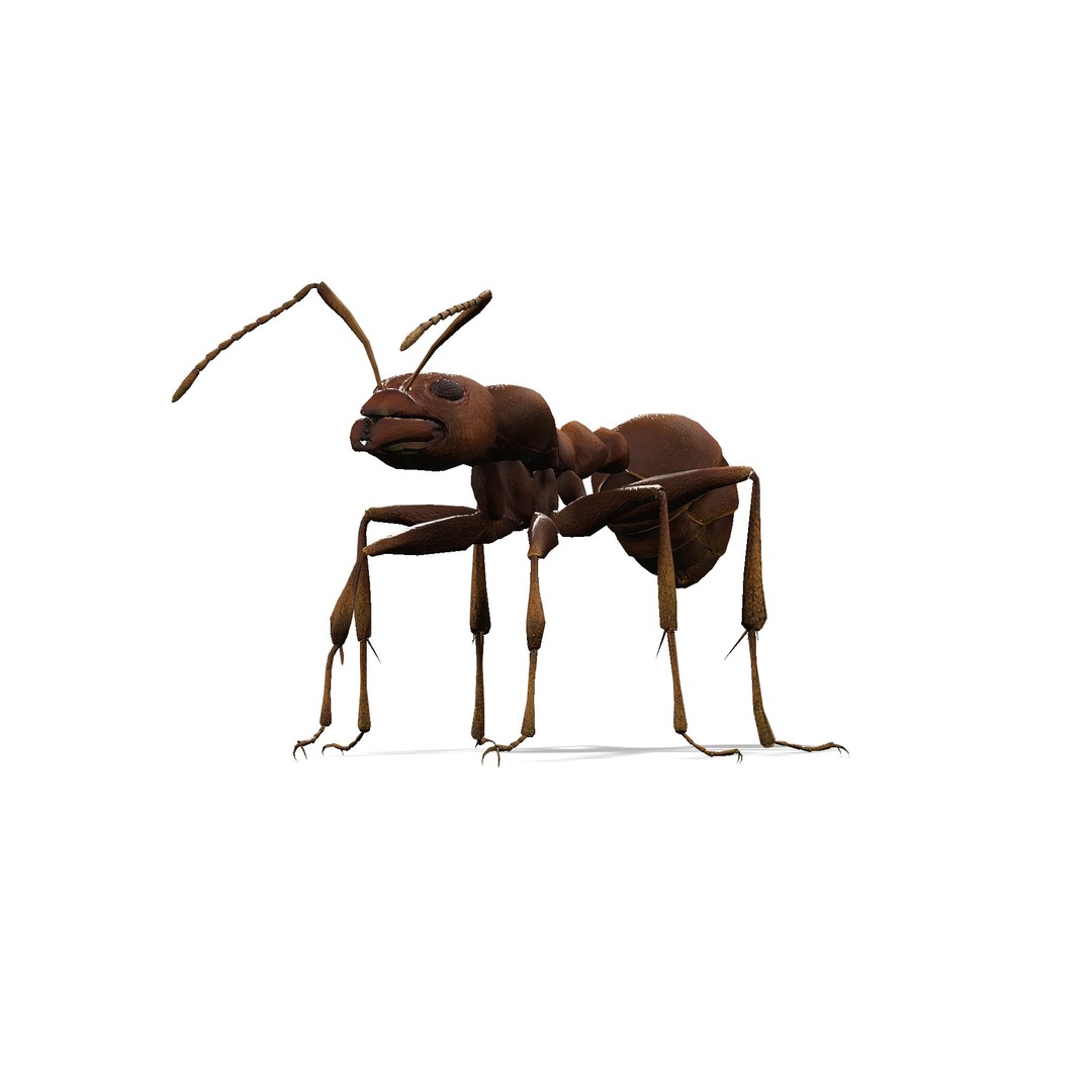 Animated Ant 3D Model – Low Poly Rigged Game Asset, FBX - View 7