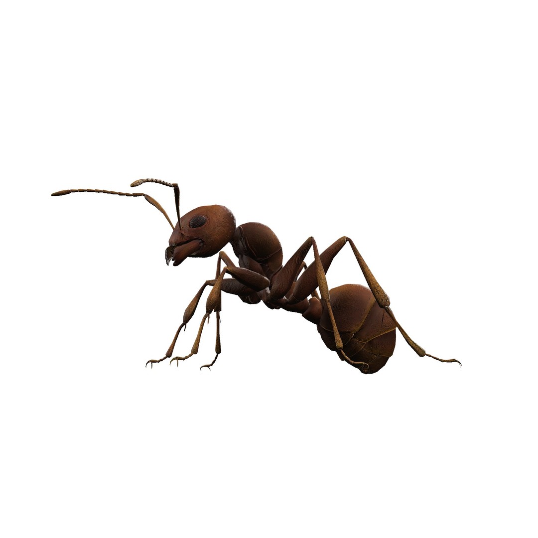 Animated Ant 3D Model – Low Poly Rigged Game Asset, FBX - View 8