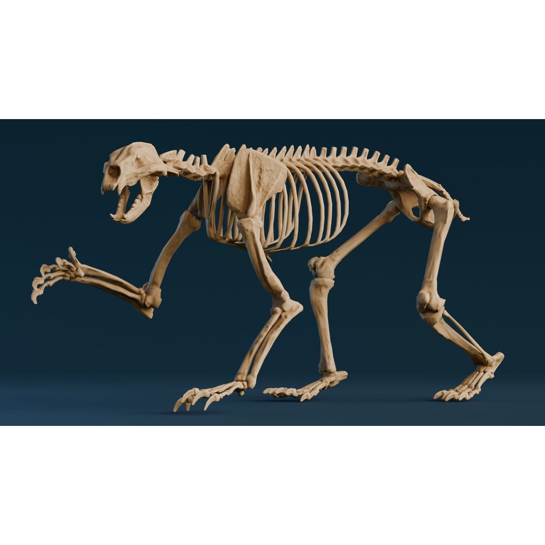 Short Faced Bear Fossil 3D Model – Realistic Low Poly Asset, FBX - View 4