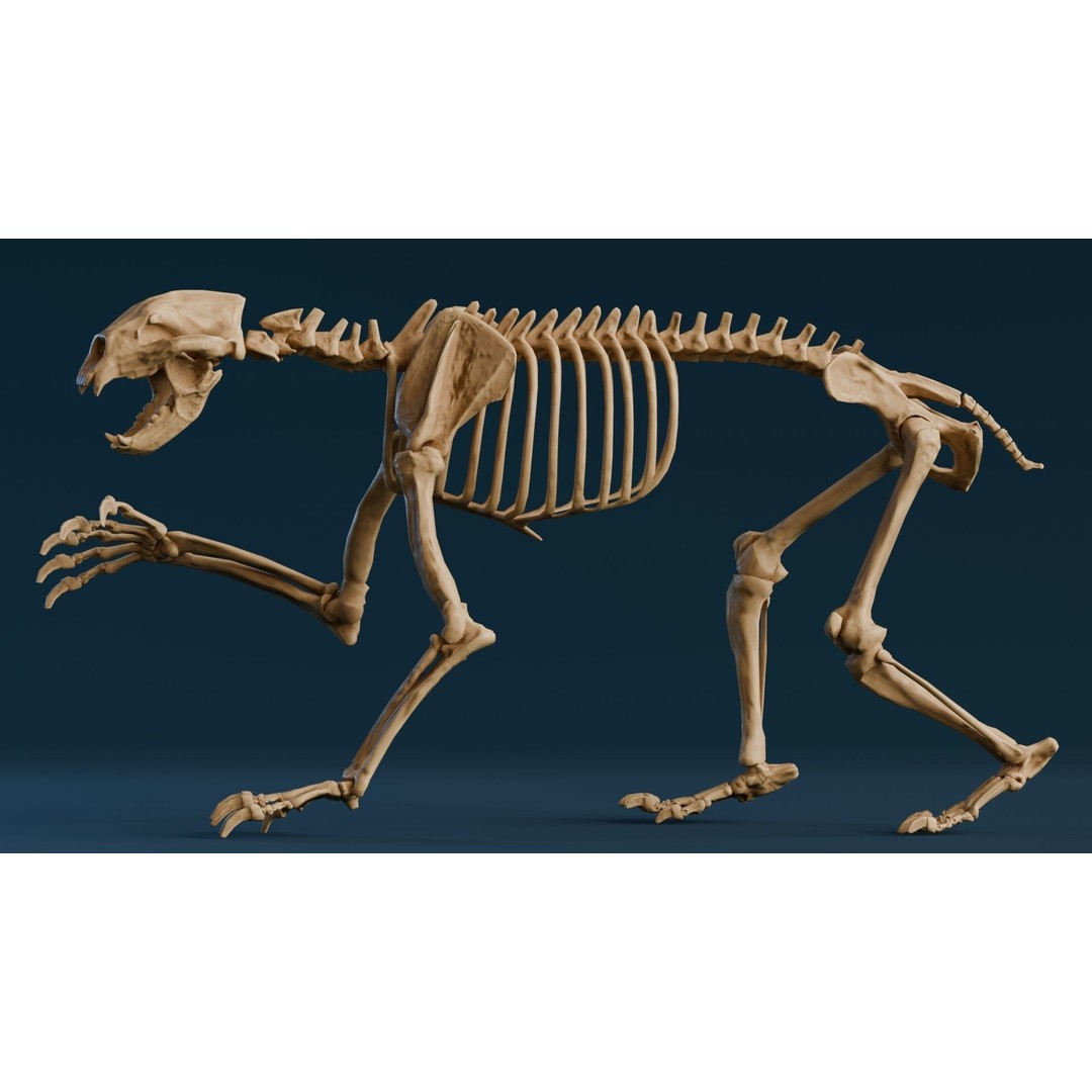 Short Faced Bear Fossil 3D Model – Realistic Low Poly Asset, FBX - View 7