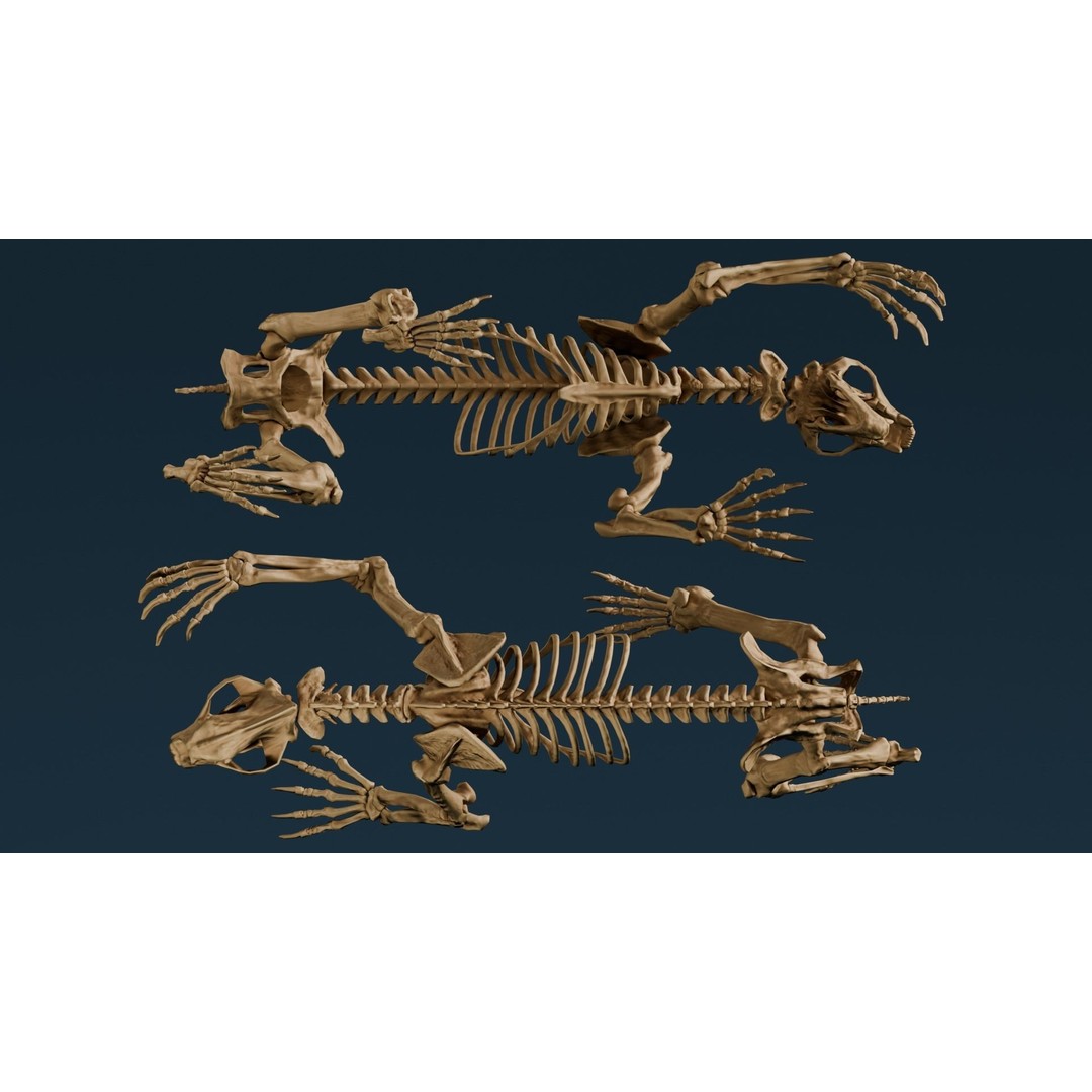 Short Faced Bear Fossil 3D Model – Realistic Low Poly Asset, FBX - View 8