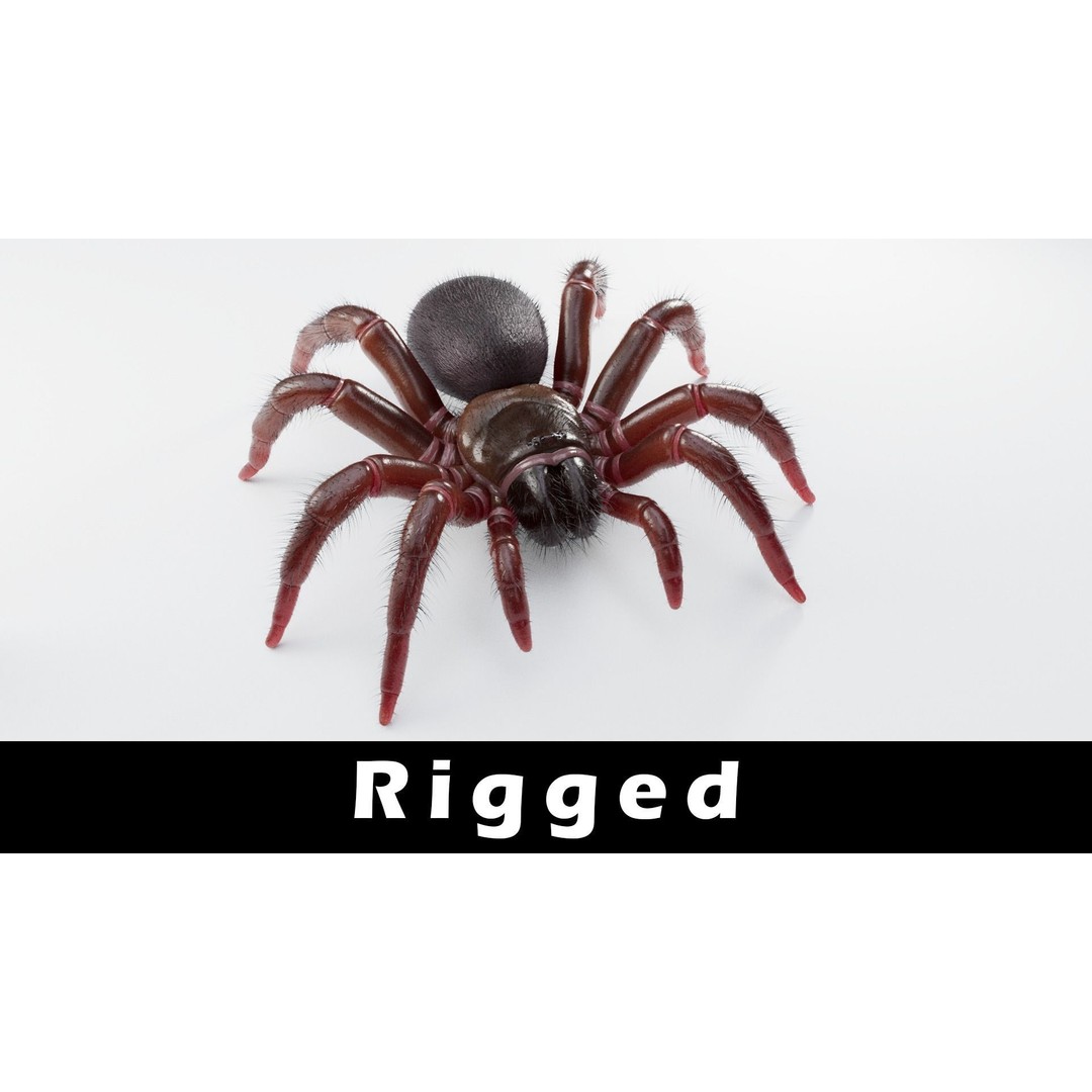 Trapdoor Spider 3D Model – Low Poly Rigged Asset, FBX, OBJ