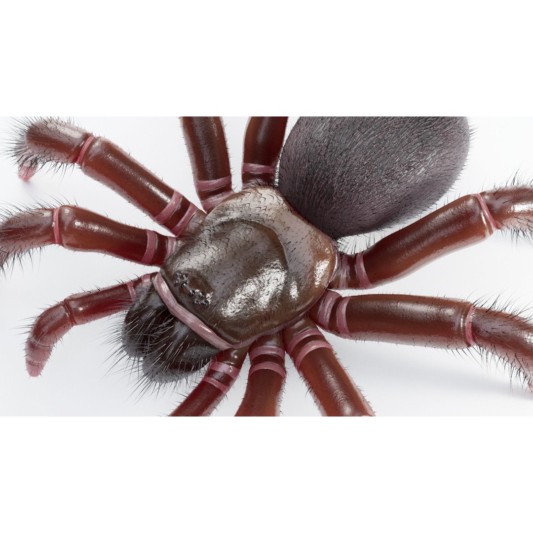 Trapdoor Spider 3D Model – Low Poly Rigged Asset, FBX, OBJ - View 10
