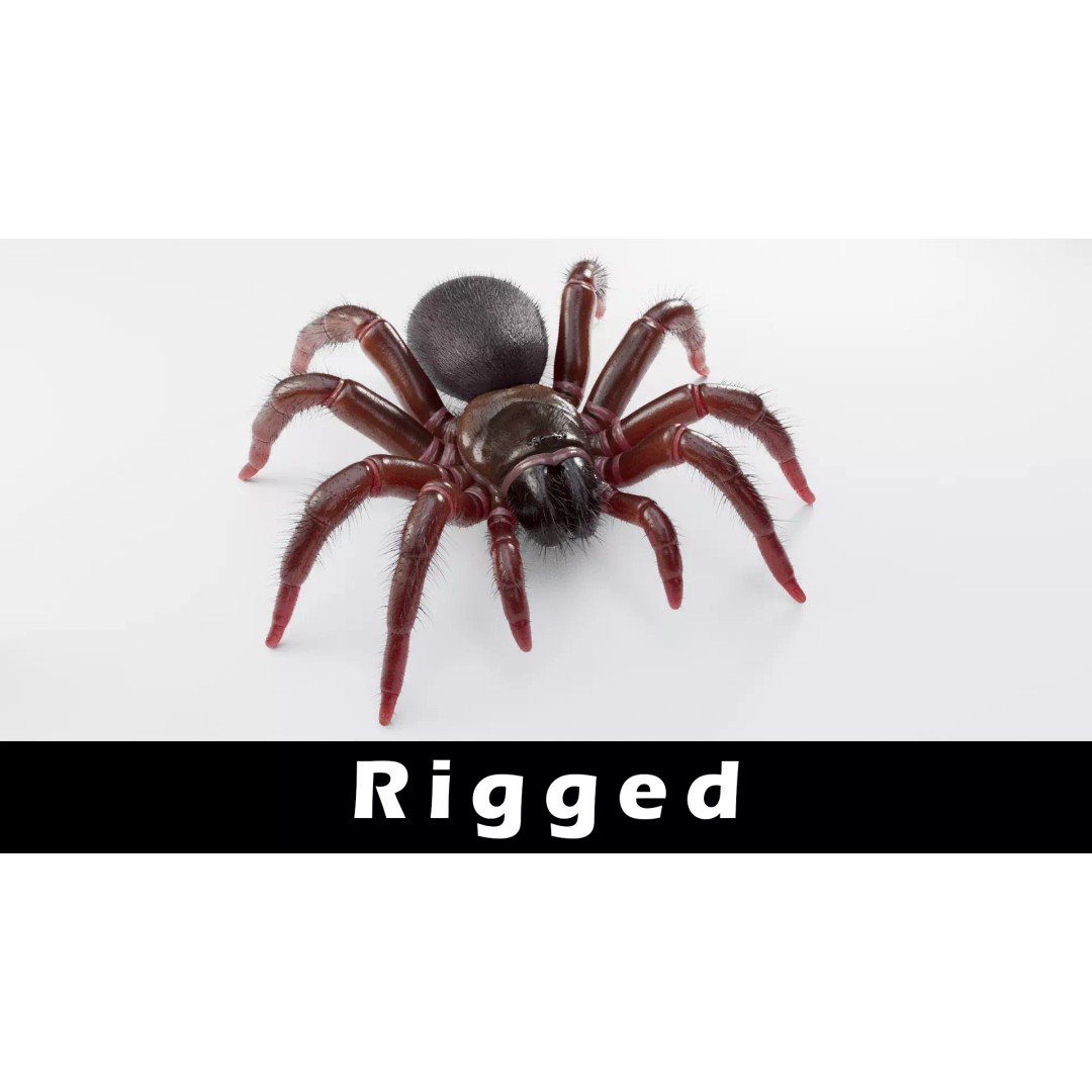 Trapdoor Spider 3D Model – Low Poly Rigged Asset, FBX, OBJ - View 2