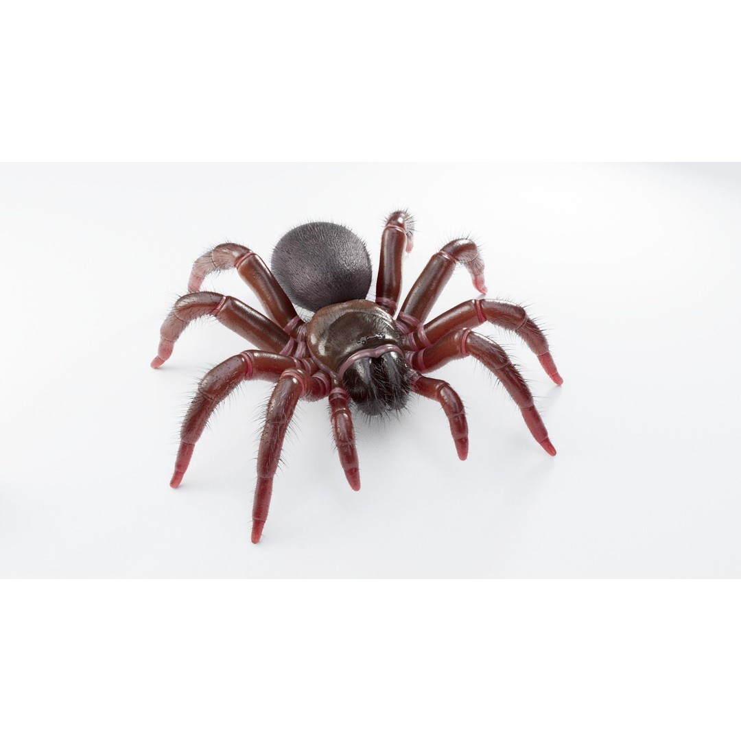 Trapdoor Spider 3D Model – Low Poly Rigged Asset, FBX, OBJ - View 3